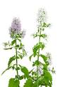Herb Seeds : HometownSeeds | Garden Seeds, Survival Seeds ...