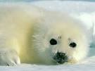 Seal Picture 0