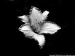 XPassion of InspirationX: Flower Photography