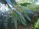 Eucalyptus Essential Oil - Online Eucalyptus Oil, Eucalyptus ...