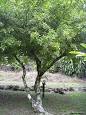 <b>Meliaceae</b> - Wikipedia