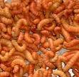 Butterworms are excellent for reptile food and fishing bait