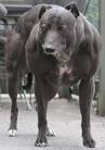 dog bodybuilder