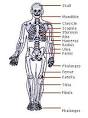 Skeletal System