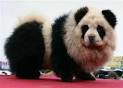 chinese pet panda dog
