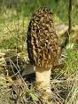 235px-Morchella_conica_1_ ...