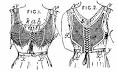 File:Bien-être - Herminie Cadolle.png - Wikimedia Commons