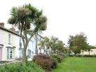 Torbay palms, as they are known, thrive in the temperate climate of Brixham. - via Daymix