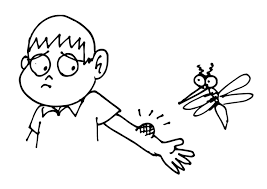 Mosquito