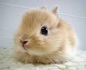20 Cute bunny pictures | Amazing Creatures