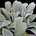 <b>Stachys</b> byzantina - plantas2