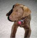Bay Chesapeake Relief Rescue Retriever