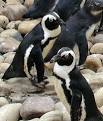 African Penguin
