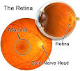 the peripheral <b>retina</b> and