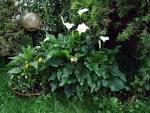 File: Pianta di calla. Foto Giovanni Dall'Orto, 1-June-2006.jpg ... 