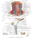 Suprahyoid and Infrahyoid Muscles - Netter Medical Illustrations