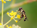 File:Hoverfly August 2007-8.jpg - Wikimedia Commons