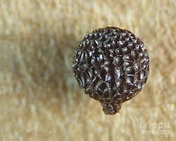 Argemone Albiflora Seed Photograph by Raul Gonzalez Perez ... - argemone-albiflora-seed-raul-gonzalez-perez