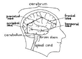 Causes & consequences of alcohol-related brain shrinkage