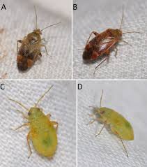 Attēlu rezultāti vaicājumam “Psallus sp. imago”