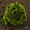 220px-Gephyrocapsa_oceanica_ ...
