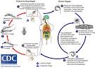 Life cycle of Trypanosma cruzi