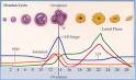 Menstrual Cycle: Pre &amp; Post Ovulation | Ovulation Calculator
