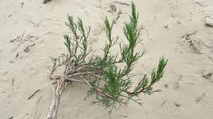Image result for "Artemisia arenaria"