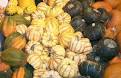 Squash, Squash Varieties, Different Types of Squash, Summer Squash ...