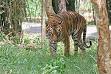 Bengal tiger - Wikipedia, the free encyclopedia