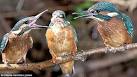 Pictured: Stunning images of kingfishers in action | Mail Online