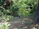which in turn became links to superstition that magpies were "bad". - via Daymix