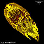 World of Copepoda, NMNH