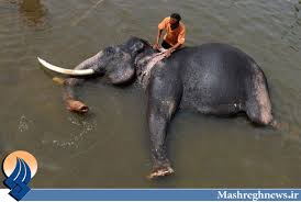 Bildergebnis für ‫سگ واقی وکربه واقی‬‎