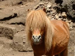 http://t1.gstatic.com/images?q=tbn:ANd9GcTOkgJV5AY6W-d3b1hL50BK9Wqzf9_hlGgYqzyGNxd3oSUySriU