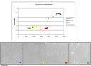 Characterization of Dolphin Lung Endothelial Cells Through ...