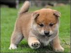 Inu pronunciation