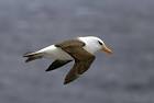 Black-browed ALBATROSS (Thalassarche melanophris)