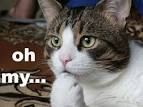 http://t1.gstatic.com/images?q=tbn:ANd9GcTPUqA8xEUobzu0pMANq6D4hl_1wR5gfg0x2yYpQ2rFjnzbK2Ey_u_0ZPax