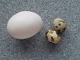 Egg (food) - Wikipedia, the free encyclopedia