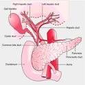 <b>biliary tract</b> the organs,