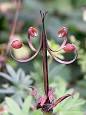 220px-Geranium_sanguineum02.jpg