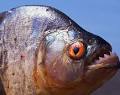 Piranha