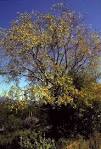 <b>Bursera</b> fagaroides near Alamos