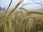 plant rye seed (plant rye - via Daymix