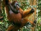 Orangutans, Orangutan Pictures, Orangutan Facts - National Geographic