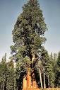 California State Tree California Redwood Coast Redwood Giant ...