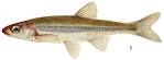 Minnow Family Cyprinidae