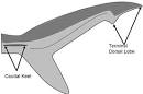 ODFW Marine Sport Fish IDODFW Marine Sport Fish Identification Key ...