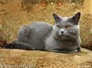 Britisch Kurzhar Katze - Farbe blau Fotos, Britisch Kurzhar Katze ...